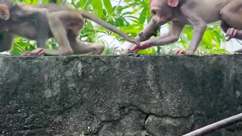 Amazing animals, rescue baby monkeys playing with climbing trees, wild animals have no distance#1