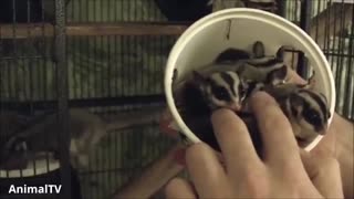 SUGAR GLIDERS Flying - Funny & Cute Compilation