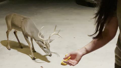 Patient Buck Waits for Pumpkin