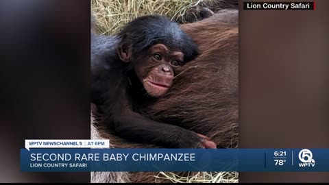 Lion Country Safari welcomes 2nd rare chimpanzee