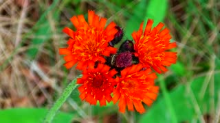 Fox and Cubs