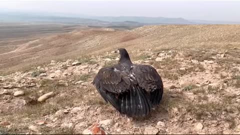 bald eagle rehab and send to the wildeness