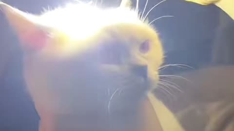 It turns out that the cat's head is translucent
