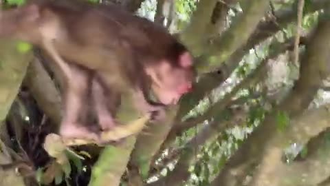 #babymonkey #Animal #Animalht #monkeys #animallovers❤️ #cocakamonkey animals #viral #monkey #cute_3