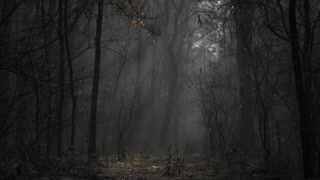 SPOOKY WOODS: Spooky Halloween Woods, Halloween Vibes, Fall Vibes, Spooky Vibes