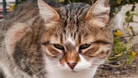 Close Up Video of a CatVideo of a Outdoor Cat