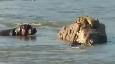 🐷When Massive Hippo Overpowers The King.Hippo vs tiger very Dangerous fight 👈🦁