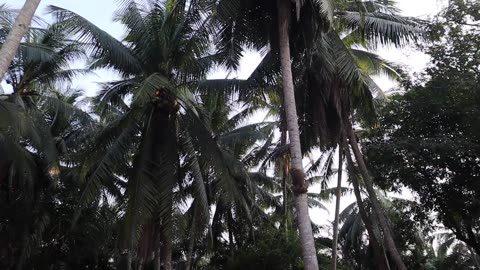 Monkey school in Thailand - Smart Monkeys picking coconuts