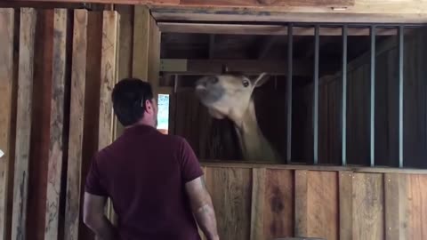 A horse makes clown movements, funny video