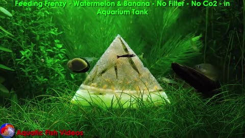 Feeding Frenzy- Watermelon &Banana - No Filter - No Co2 - in Aquarium Tank
