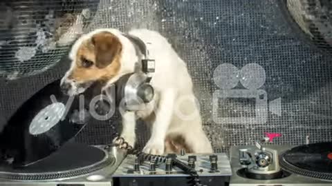 Dog DJ dogs