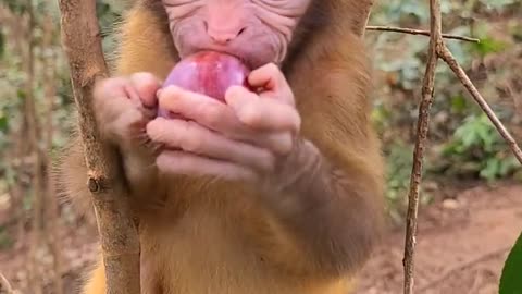 Poor Monkey - Give a way - the world is beautiful