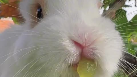 Rabbit eating grass