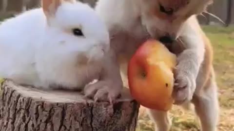 Amazing Rebbit And Dog Videos🐇🐕||Tiktoke Videos||Funniest Animals 2023 #Rebbit #ytshorts #viral #dog