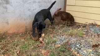 Hilarious Dogs Go Berserk Playing With Giant Rocks