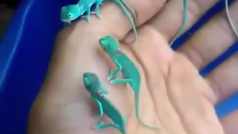 very cute babies camillion 🦎