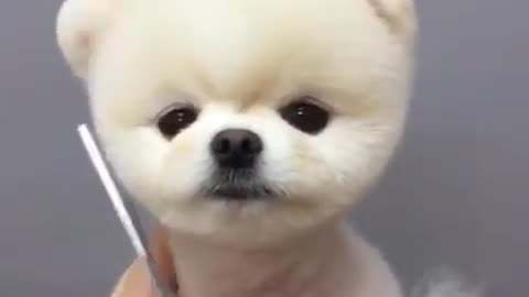 Tidy the dog's hair. It looks more beautiful