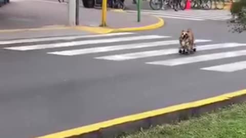 Dog riding skateboard