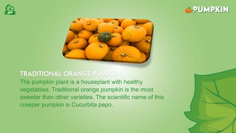 Pumpkin Plant