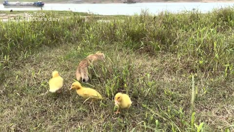 The kitten and there ducks