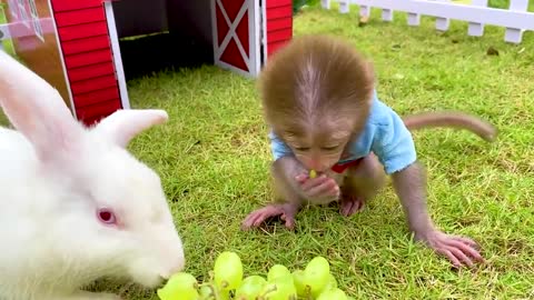 Monkey Baby Bon Bon eats fried eggs and plays with puppy and rabbit on the farm