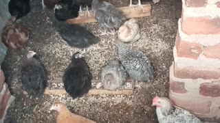My poultry farm