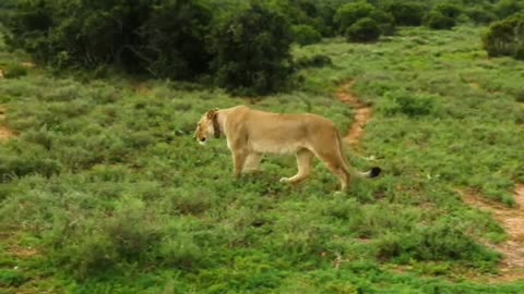 Lion Masti video #lionfight #sher
