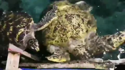 Do these two turtles want to go ashore? Better stay in the water