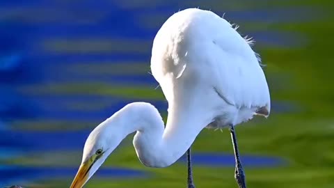 Great Egret Bird 🕊️🐦🕊️🐦