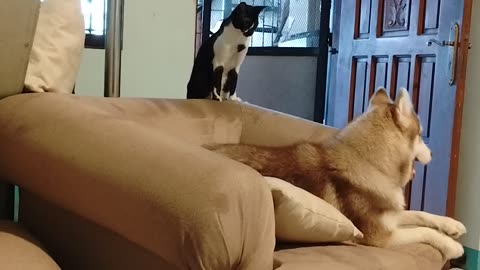 Cat X Husky Let's play zoomies bro 😎