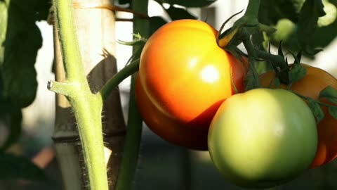 6 benefits of tomatoes