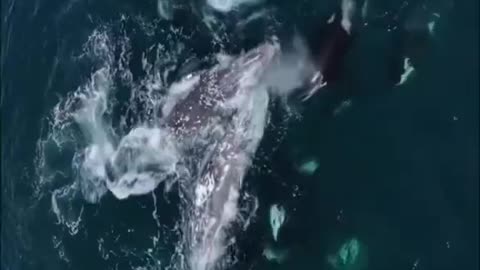 "2 gray whales attacked by killer whales"