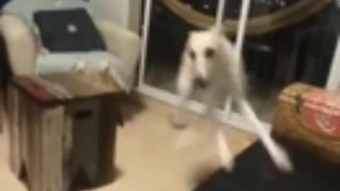 Dog's reaction to seeing its own reflection in the mirror..🐕🐾😅