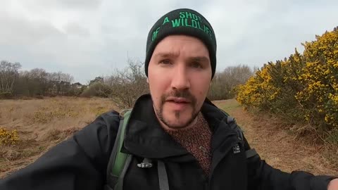 A surprise whilst hunting for the UK's only VENOMOUS REPTILE
