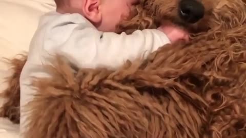 infant Sleeps In a dog bosom