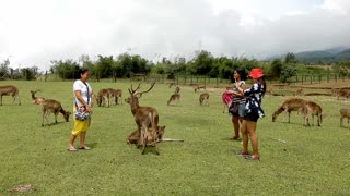 Ocampo Deer Farm | Camarines Sur | Bicol | Philippines