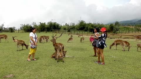 Ocampo Deer Farm | Camarines Sur | Bicol | Philippines
