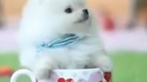 Teacup Pomeranian Dog | Baby Pomeranian