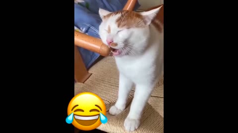 FUNNIEST TRENDING CATS VIDEOS 2023😹