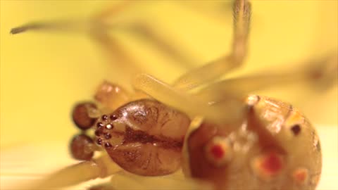 Venomous Black Widow molting