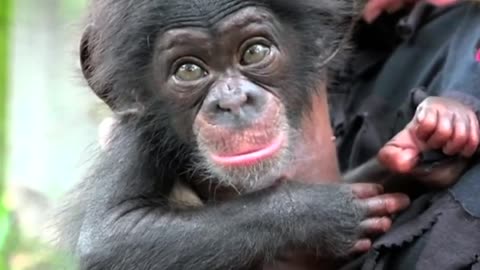 Baby chimp to be paired with surrogate at Florida zoo