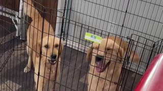 Golden retrievers want out of their kennel.