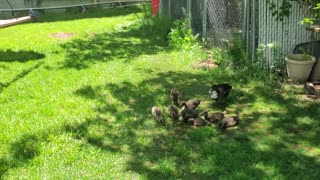 The Baby Ducks have the ZOOMIES!!!