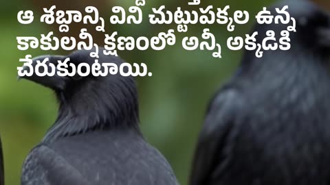 కాకులకు ఐకమత్యమే బలం మరియు బలగం | Unity is strength and power for Crows |