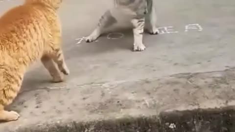funny fight cats and dog
