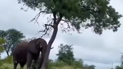 Wild life !! Elephant !!