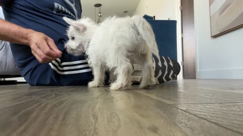 Westie Love Puppy Training Phase 2