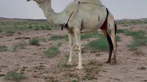 الجمال البيضاء في المملكة العربية السعودية