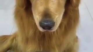 Dog videos to make you smile