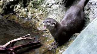 Otter Animal World